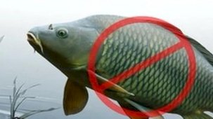 Adana'da sazangillerin avcılığına 31 Mayıs'a yasak!