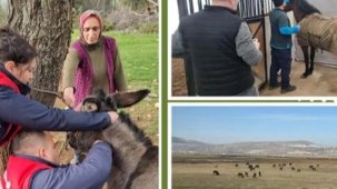 Afrika at vebası için ülke genelinde tarama başlatıldı