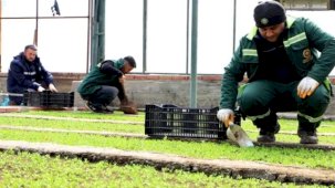 DBB 2 milyon Çin karanfili üretecek