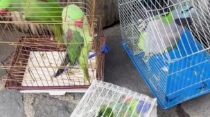 Eminönü'nde petshop denetimi... 39 papağan koruma altında
