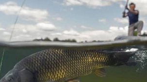 İç sularda sazangiller için av yasağı başladı