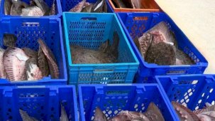 Yasadışı kalkan avcılığına müdahale! 169 balık Darülaceze'ye teslim edildi