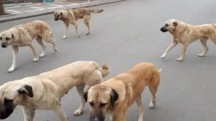 Yozgat’ta sahipli hayvanlara mikroçip zorunluluğu başladı