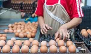 'Yumurta var ama denge kırılgan!'