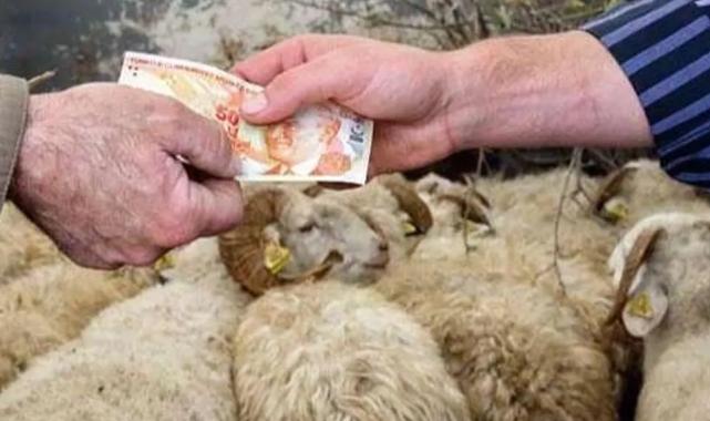 2026 Yılı Kurban Hizmetleri Tebliği 'Resmi'leşti