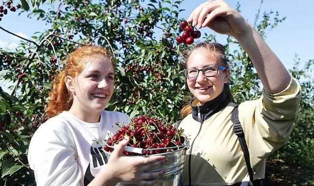 Bu yıl kiraza doyacağız!