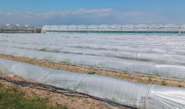 Mersin'de 'marul tarlada kaldı' iddiasına yalanlama