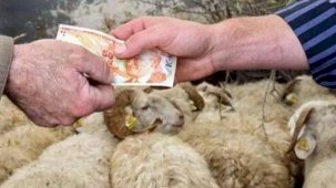 2026 Yılı Kurban Hizmetleri Tebliği 'Resmi'leşti... İstanbul'a kurbanlık girişleri 11 Mayıs'ta başlıyor