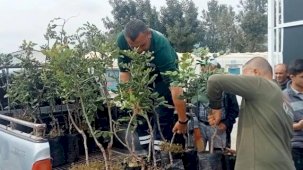 Alanya’nın coğrafi işaretli keçiboynuzuna destek