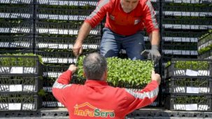 Ankara Büyükşehir’den çiftçilere 624 bin fide desteği