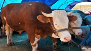 Ankara Keçiören’de kurban satış alanı başvuruları başlıyor