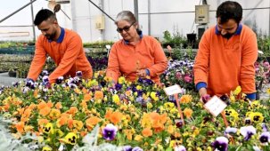 Antalya Muratpaşa'da 130 bin dal çiçek yetiştiriliyor