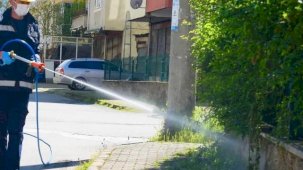 Bu ili kokarcalar istila etti