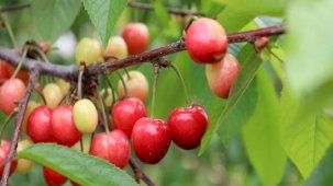 Bu yıl kiraza doyacağız