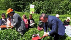 Çay İşletmeleri'ne personel atamalarında 40 yaş şartı aranmayacak
