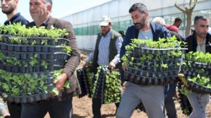 Çiftçiye 1 milyon fide desteği