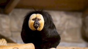 Eskişehir Hayvanat Bahçesi’ne 30 yeni tür kazandırıldı