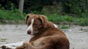 İstanbul Valiliği'nden belediyelere 'sokak köpeği' talimatı