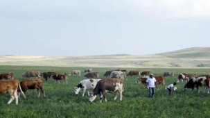 Kars Ani'de meralar yasaklandı mı? Açıklama geldi