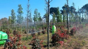 Kocaeli'de fidanlara koruyucu müdahale