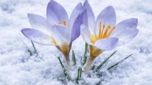 Kocaeli'de Keltepe Çiğdemi büyüledi