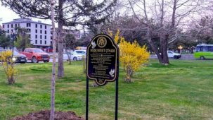 Masumiyet çınarları, kaybedilen canların hatırasını yaşatacak