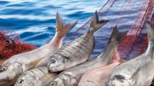 Su ürünleri ilk çeyrekte ihracatını yüzde 24 artırdı... Levrek liderliğini sürdürdü