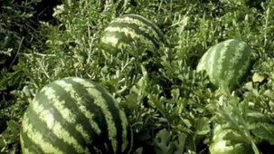 Tarım ÜFE’de yıllık artış yüzde 36,09’a ulaştı