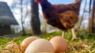 Tavuk eti ve yumurta üretiminde düşüş