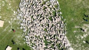 TİGEM’de 'kavuşma' sevinci... Koyun ve kuzular buluştu