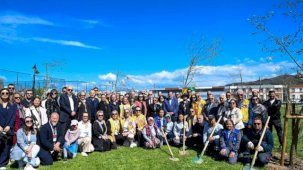 Yetişkin ağaçlar toprakla buluştu