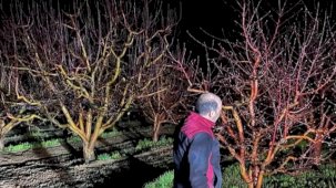 Zirai don alarmı! Ekipler sahada