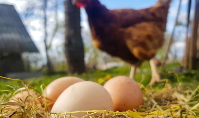 Tavuk eti ve yumurta üretiminde düşüş