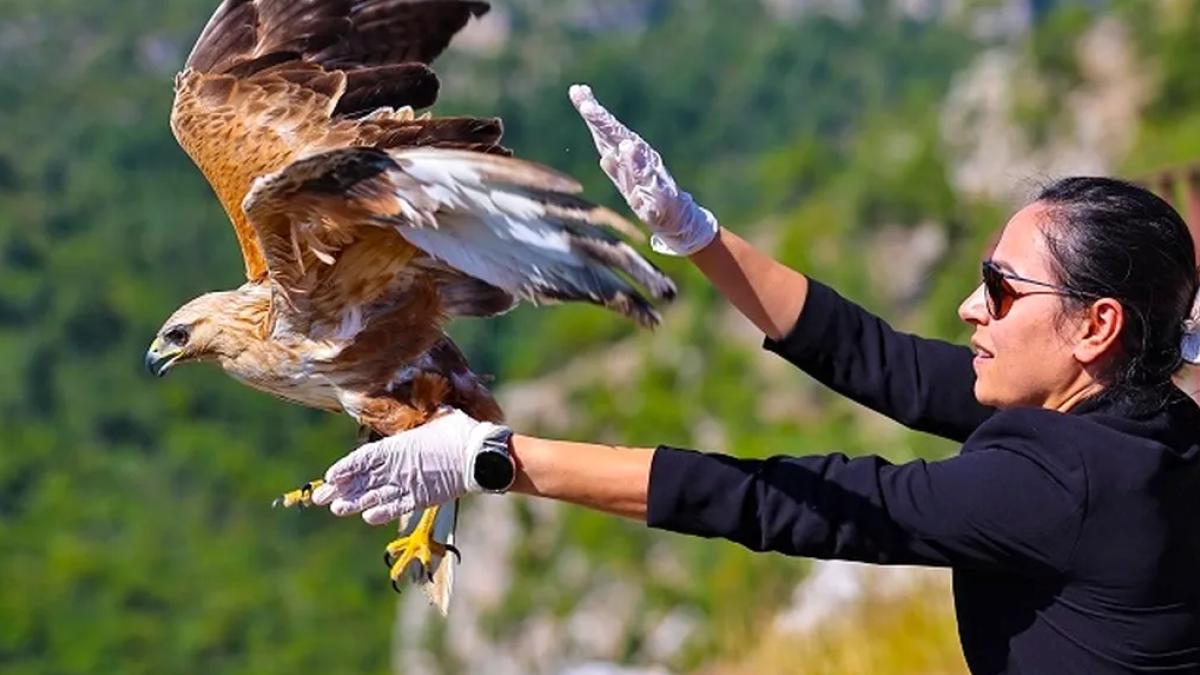 Antalya'da kızıl şahin yeniden kanatlandı