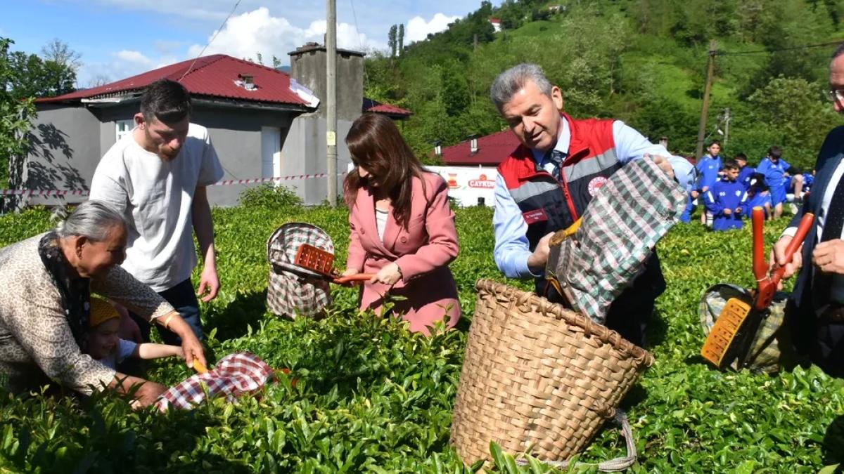 Artvin'de geleneksel çay hasadı başladı
