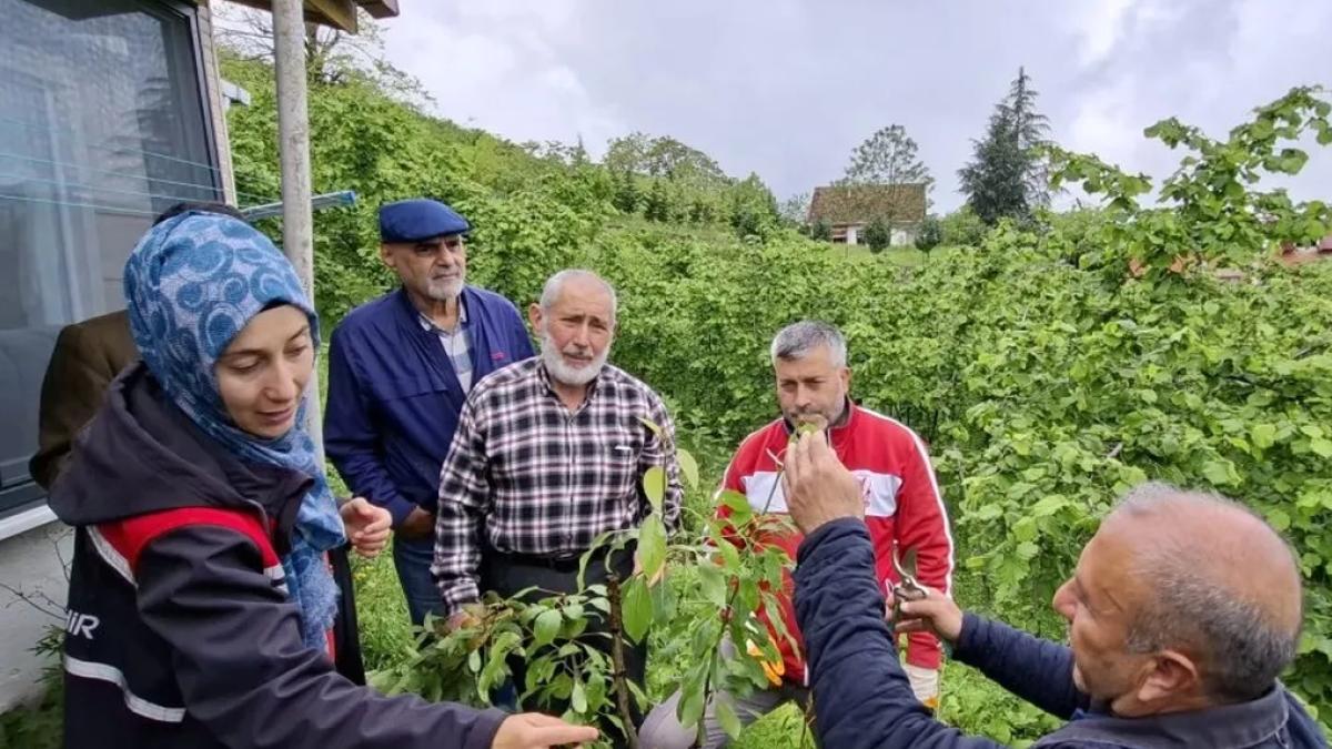 Büyükşehirin aşı 'Ordu'su büyüyor