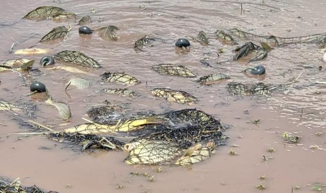 Elazığ'da kaçak avcılığa darbe! Tonlarca balık doğaya geri kazandırıldı