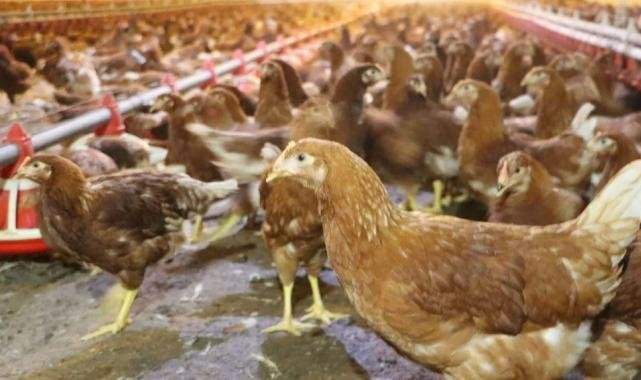 Kümes hayvancılığında artış!