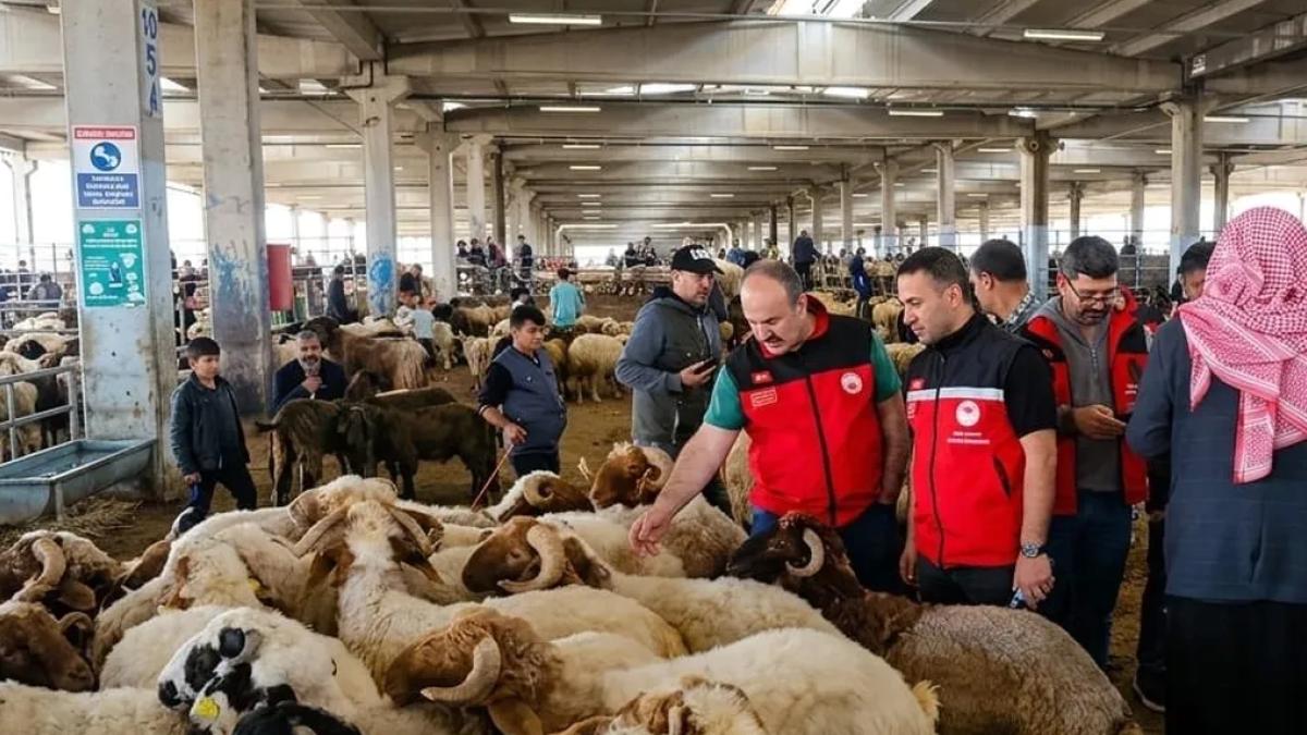 Kurban denetimleri 81 ilde sıkılaştırıldı