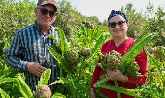 Mersin'de enginar yumrusu desteği ilk hasadını verdi