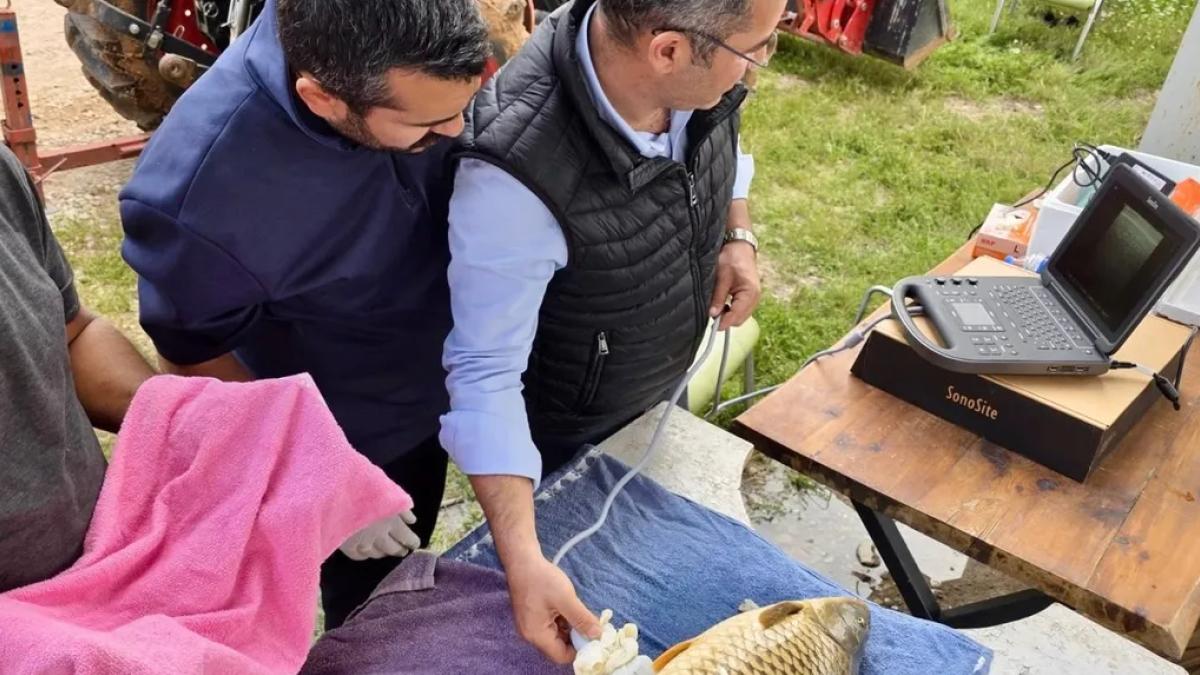 Milyonlarca yavru balık doğal sularla buluşuyor