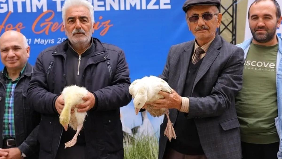 Samsun Büyükşehir'den üreticiye kaz desteği
