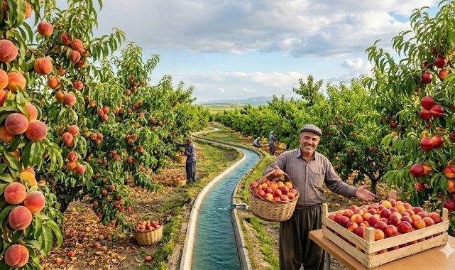 Şeftali ve nektarin sezonu başladı!