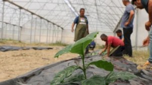 Adana’da kahve üretimi için ilk fidan toprakla buluştu