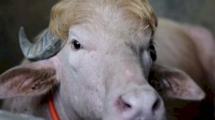 Albino 'Trump' manda kesilmekten kurtuldu