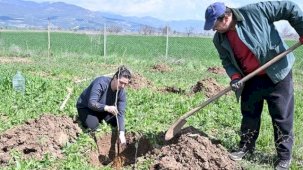 Antalya Büyükşehir ipek böceği yetiştiriciliğini yaygınlaştırıyor
