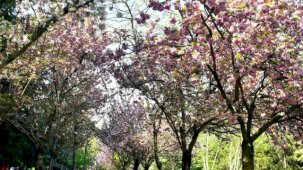 Baharın simgesi sakuralar Başkent’te çiçek açtı