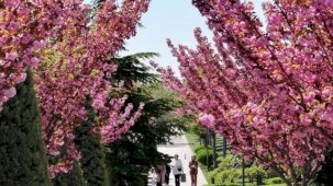 Bu manzara için Japonya'ya gitmenize gerek yok! Konya'da Sakura mevsimi başladı