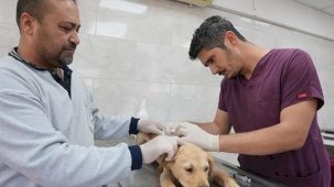 Denizli'de sokak hayvanlarına kalıcı çözüm hamlesi