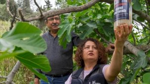İncirde kalite kaybına karşı İzmir'de doğal mücadele